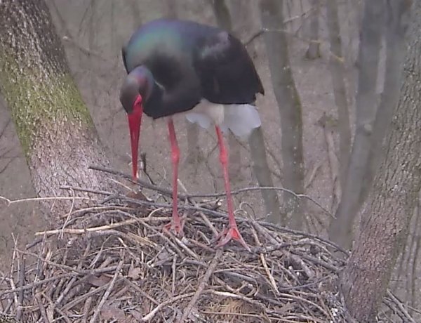 Megérkezett az első fekete gólya a Gemenci-erdőbe – Kedd reggel rögzítették