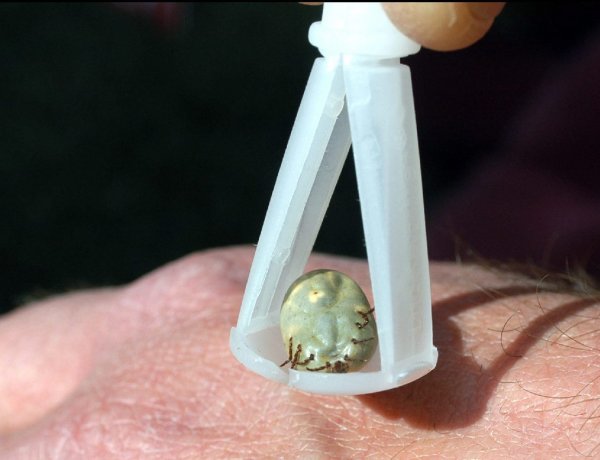 Ideje felkészülni a kullancsszezonra – Az enyhe tél kedvezett az elszaporodásuknak