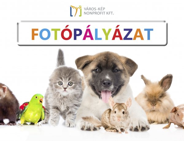„Házi kedvenceink” fotópályázat – Értékes nyereményekért szállhatnak harcba háziállataink!