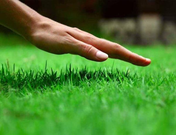 A szomszéd fűje mindig zöldebb – Ingyenes városszépítő programot hirdet a NYÍRVV