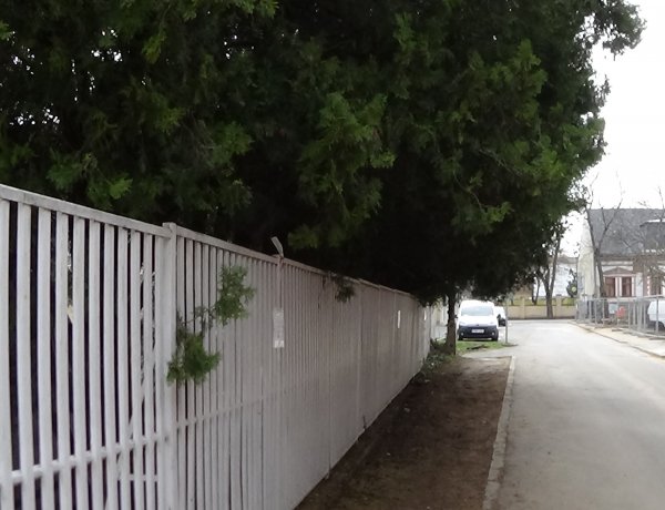 A Kálmán utcán gallyazási munkákat végeznek szombaton! Ne parkoljanak a kerítés mellett