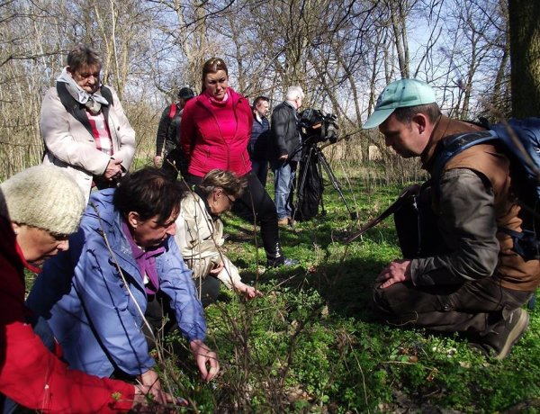 Ünnepi csillagvirág-számlálást tartanak vasárnap a Sóstói-erdőben
