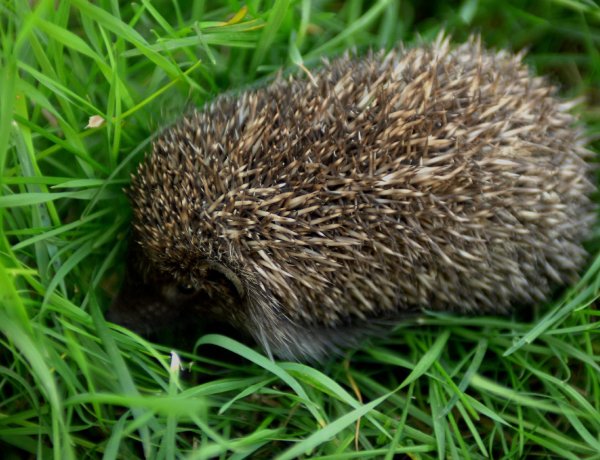 A sünök védelmére figyelmeztet a Magyar Madártani és Természetvédelmi Egyesület – Videó!