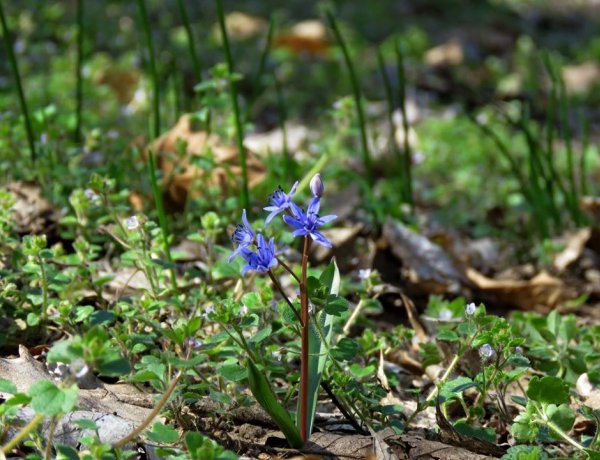 Újra nyílik védett növényritkaságunk - Ünnepi csillagvirág-számlálás a Sóstói-erdőben
