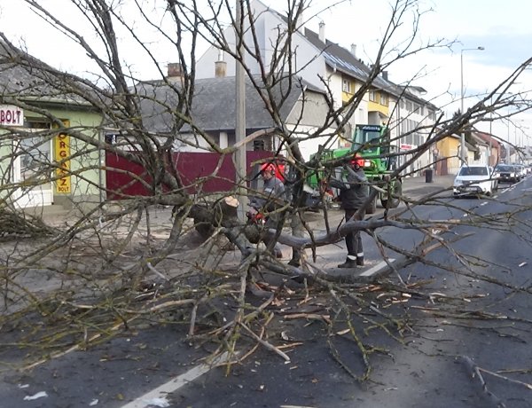 Megszűnt a forgalomkorlátozás – Befejeződtek a favágási munkálatok a Debreceni úton