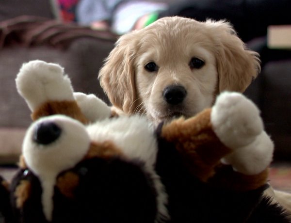 Állati Zoona – Mi a teendőnk, ha kölyökkutya érkezik a családba? 