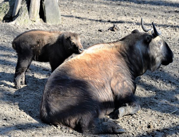 Mishmi takin született a Nyíregyházi Állatparkban – Igazi ritkaság!