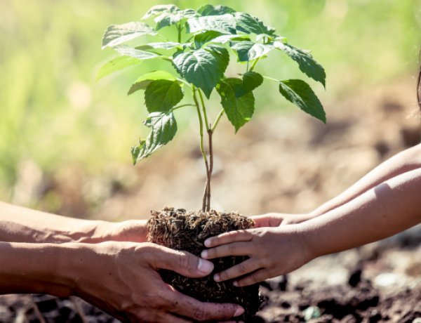Elmaradnak a pénteki és szombati önkéntes faültetési programok