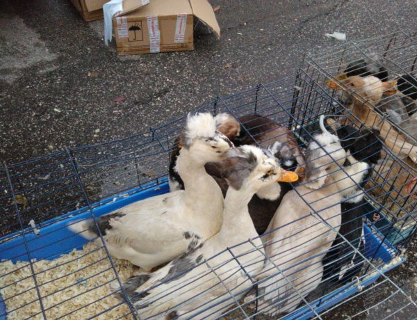 Hétvégén megrendezték az idei év első kisállatbörzéjét Nyíregyházán