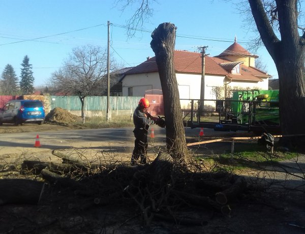 Japánakácokat vágtak ki a Zimonyi utcán – Forgalomkorlátozás mellett zajlott a munka