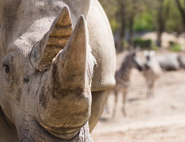 Átmenetileg nem fogad látogatókat a Nyíregyházi Állatpark sem