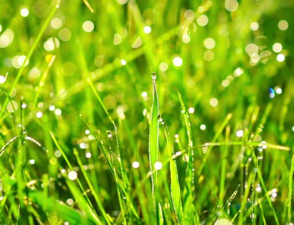 Bizonytalan ideig elmarad a „Szomszéd fűje mindig zöldebb” füvesítési akció elbírálása