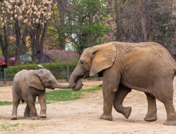 ZOO TV – A Nyíregyházi Állatpark otthonainkba varázsolja a park 6000 állatát