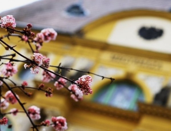 Kezdődjön tavaszi virágválogatással a nap – Ilyen a tavasz Nyíregyházán!