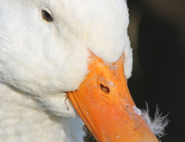 Újra megjelent Magyarországon a madárinfluenza – A járványügyi nyomozás folyamatban van