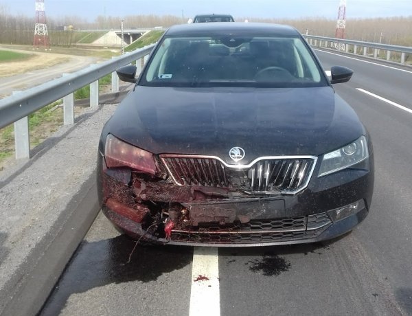 Vadgázolás történt a Tiszavasvári-Tokaji út közötti elkerülő szakaszon 