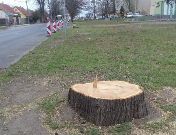 Favágási munkálatok zajlanak a Család utcán, várhatóan jövő héten is folytatódnak!