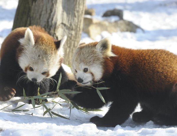 A nap legállatibb videója! – Közkívánatra a vörös macskamedvék a ZOO TV  mai főszereplői