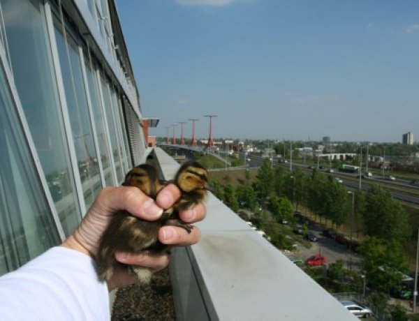 Március-áprilistól számíthatunk a bajba kerülő „panelrécék" szezonjára