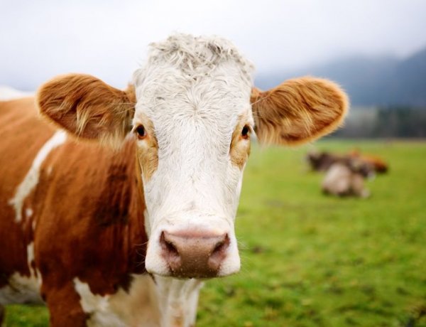 Egy kis humor a Nyírvidék kerek kilencven évvel ezelőtti lapszámából