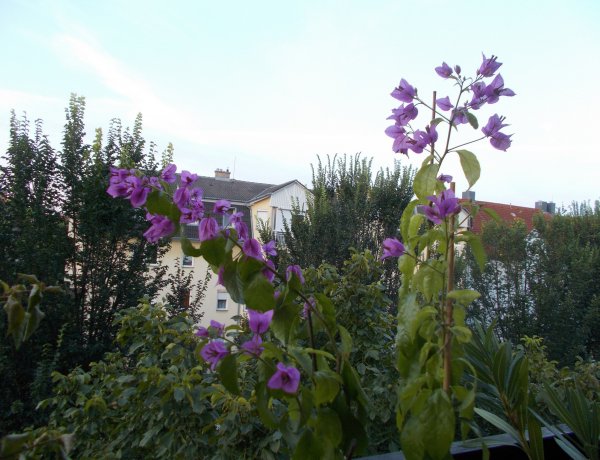 Olvasói fotók a Dohány utcáról – Gyönyörű virágok a lakásban és erkélyen!