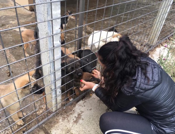 Pórázt fogott a nyíregyházi atléta - Kerekes Dóra a kutyákon próbál segíteni