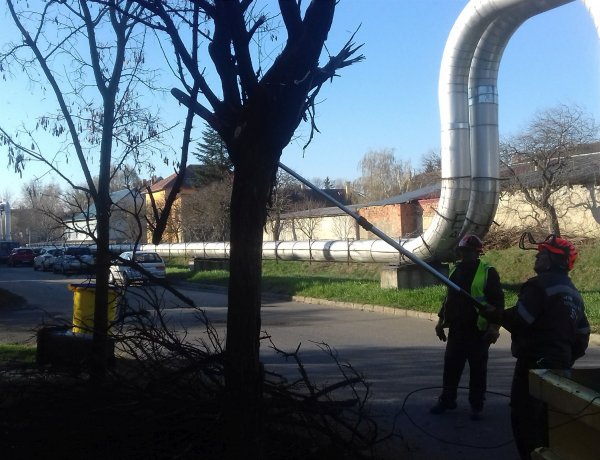 Kiszáradt fákat vágnak ki - Munkálatok a Toldi és a Tűzoltó utcán