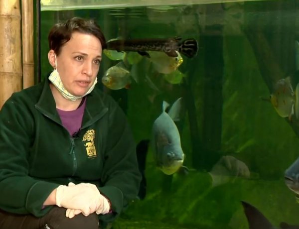 Ideiglenesen nem látogatható Magyarország legnépszerűbb állatparkja a Sóstó Zoo