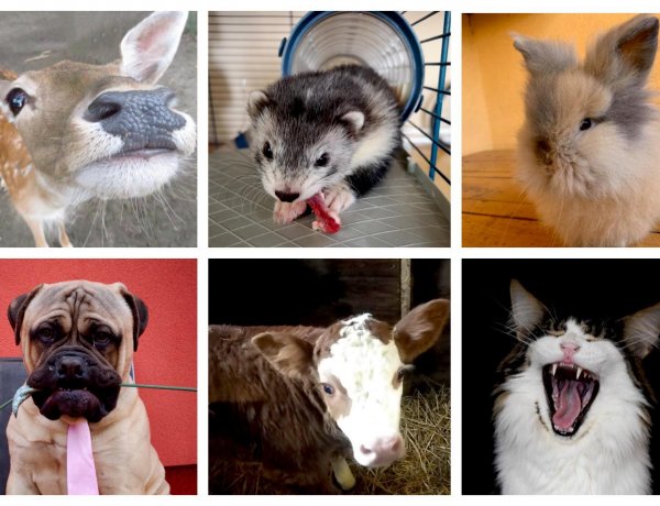 Házi kedvencek fotópályázat: vezet a nőcsábász kutyus, lemaradt a kedves boci és az őzike!