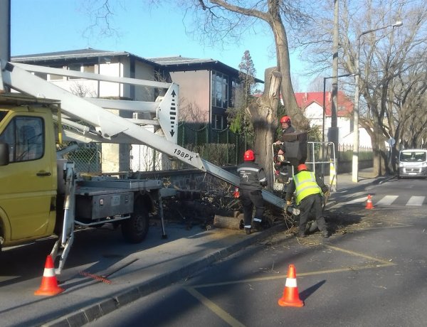 Fakivágás - A kórház előtt egy balesetveszélyes fát távolítottak el