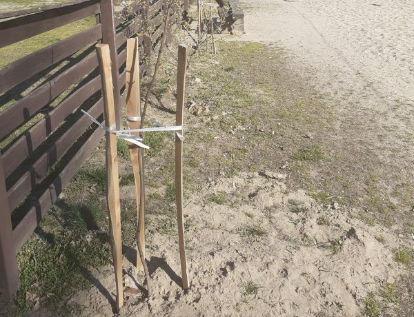 Az önkéntes faültetés elmaradt, a munkát elvégezte a NYÍRERDŐ Zrt.