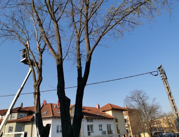 Favágás a Kállói úton - A vezetékek közé lógtak az ágak, melyeket levágtak