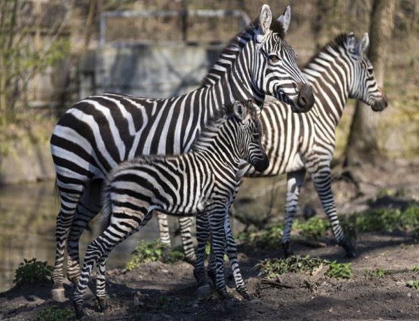 Zebra csikó látott napvilágot a Nyíregyházi Állatpark Afrika kifutójában