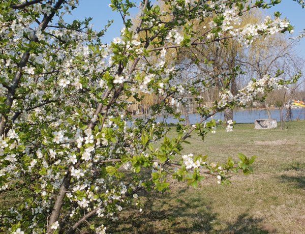 Rügyező fák, virágba borul a természet - Itt a tavasz, de aki teheti maradjon otthon!