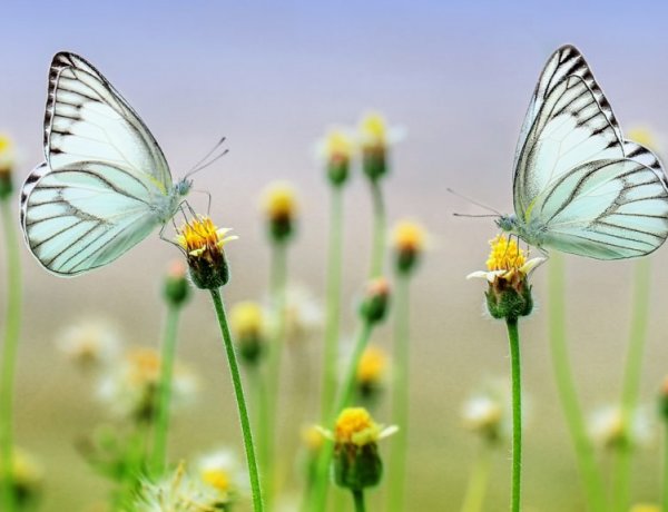 Virtuális kirándulásra biztatnak a természetjárók - Érdemes kipróbálni