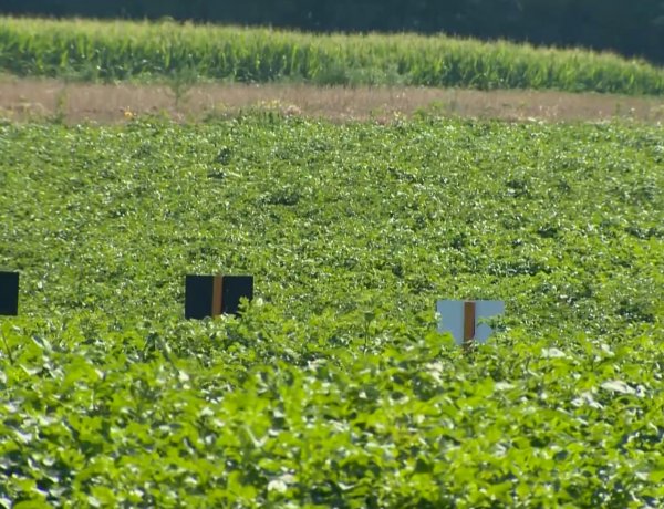 Kevesebb lehet idén a burgonya a koronavírus miatt – Járványhelyzet az agráriumban