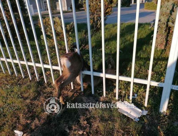 Őzet mentettek a nyíregyházi tűzoltók – A Pazonyi úton szorult be egy vaskerítésbe