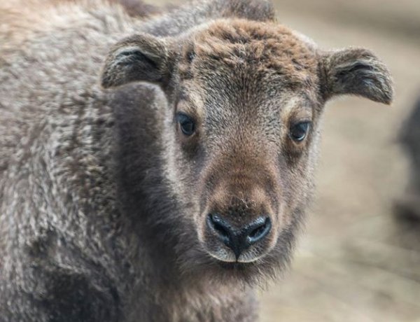 Mishmi takin született a Nyíregyházi Állatparkban – Kilencfős lett a takin-csapat!