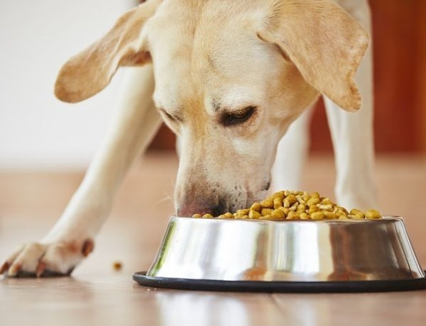 Dúskálhatnak az állatok a választékban – Kedvenceinknek is fontos a minőségi táplálék