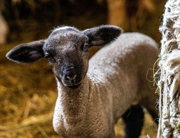 Húsvéti hangolódás a Nyíregyházi Állatparkkal – Csodás fotókon a Parasztudvar lakói!