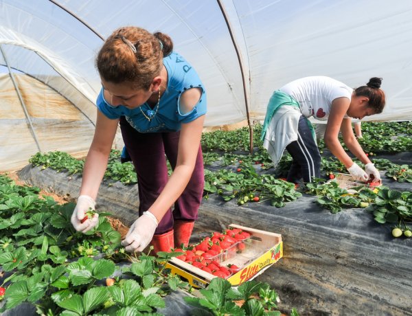 Hiány van idénymunkásokból a kertészetekben - Nem állt meg az élet a mezőgazdaságban