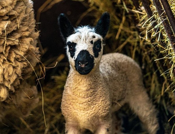 A Nyíregyházi Állatpark húsvéti kedvence! – Na de milyen állatot látunk a képen?