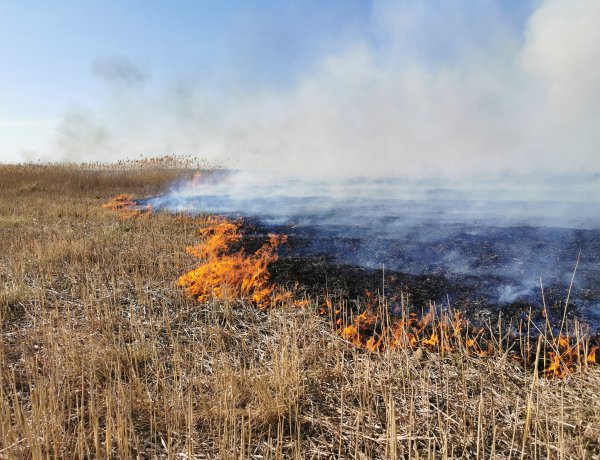 Nagy területen ég a nádas Kistelekiszőlőnél – A tűzoltók nagy erőkkel dolgoznak