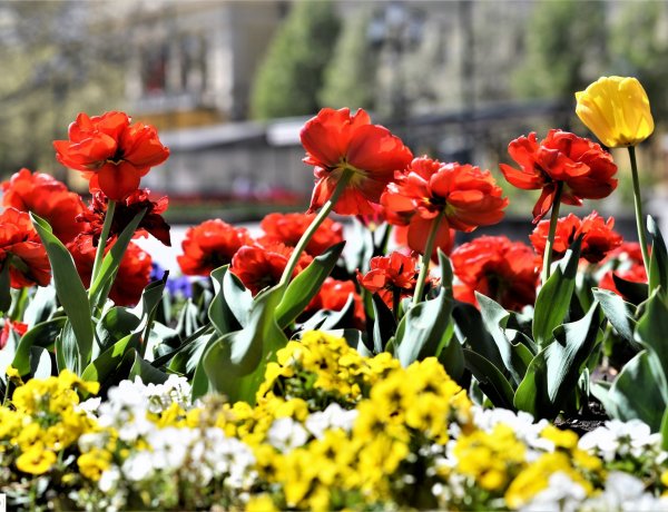 Ilyen a tavasz Nyíregyházán! Gyönyörködjön friss galériánkban!