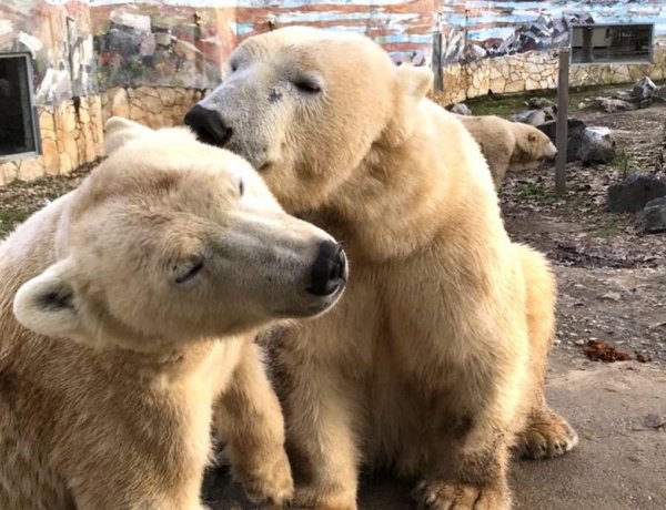 Romantikus hangulatban indult a hét a Nyíregyházi Állatpark jegesmedvéi számára