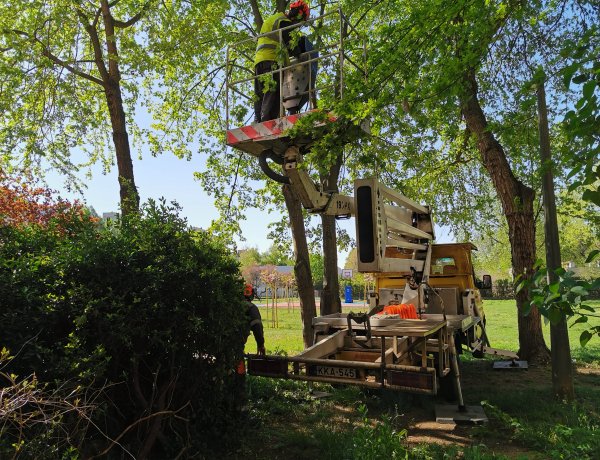 Ágvágás a Jelvény utcán - Emelőkosarat is használtak a szakemberek