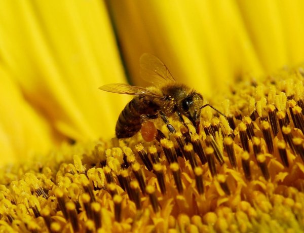 Kevesebb lehet a méz – Az áprilisi mínuszokban szinte teljesen lefagyott az akác