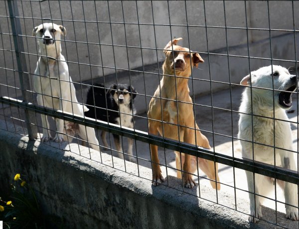 Ahol nem létezik home office! Friss fotók az Állatbarát Alapítvány menhelyéről!
