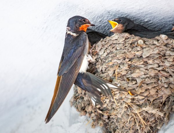 Felhívás! -  A szárazság miatt sárgyűjtőhelyekkel is  segíthetjük a fecskéket!