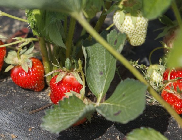 A hétvégétől már kapható a friss magyar szamóca - A hazai termés június végéig kitart